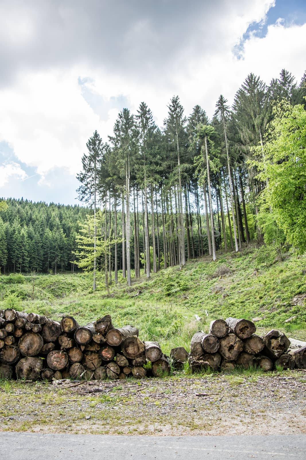 Logging with stacks of wood at a clearing