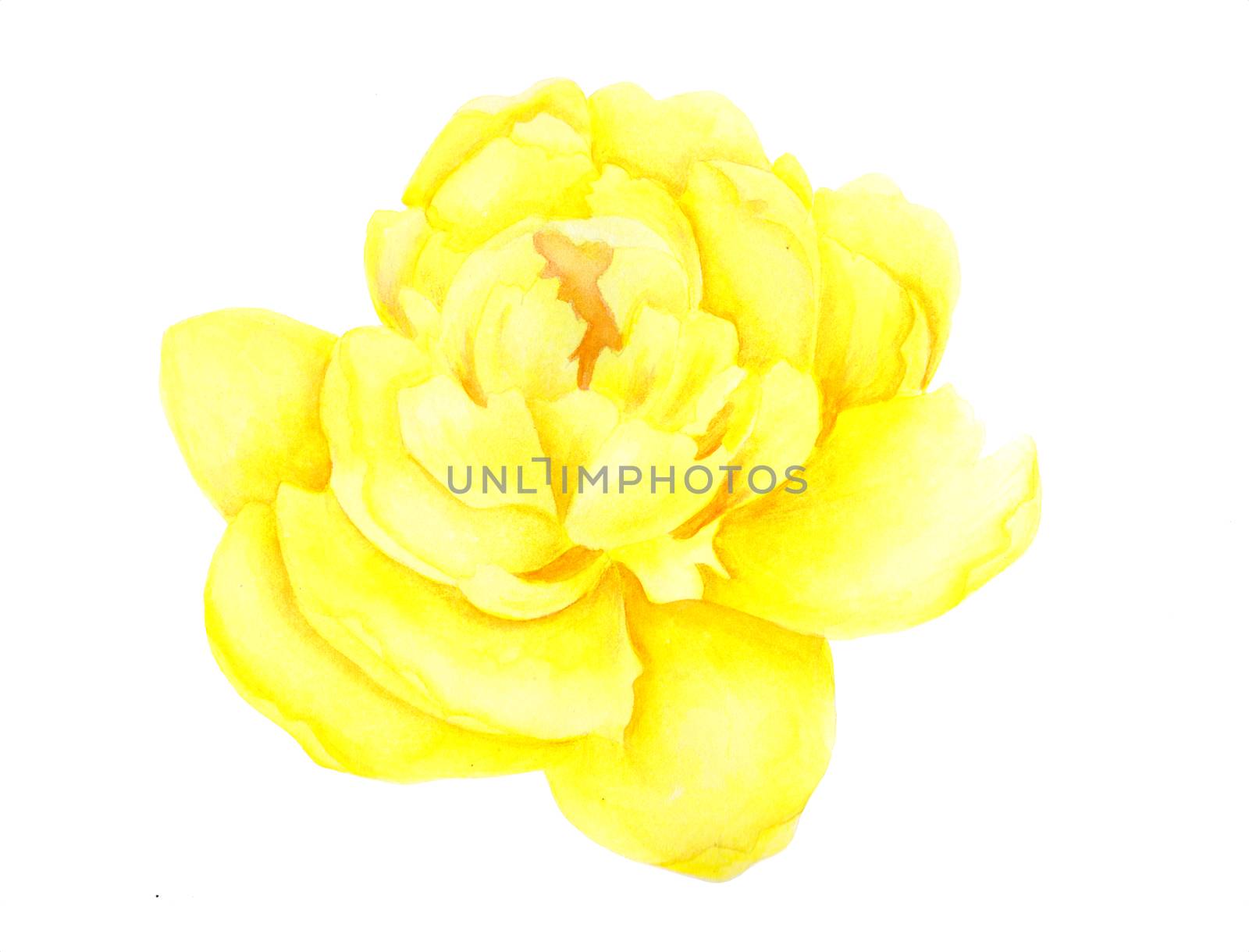 Light yellow peony flower head isolated on white background. Watercolor botanical illustration. Hand drawn. by sshisshka