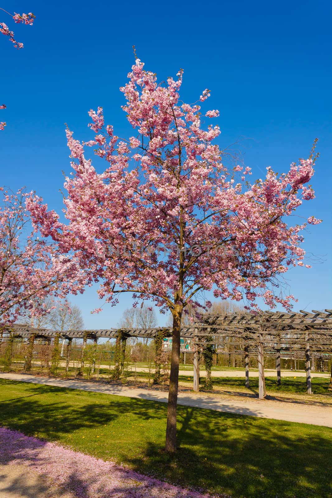 an explosion of blooming cherry tree in a park