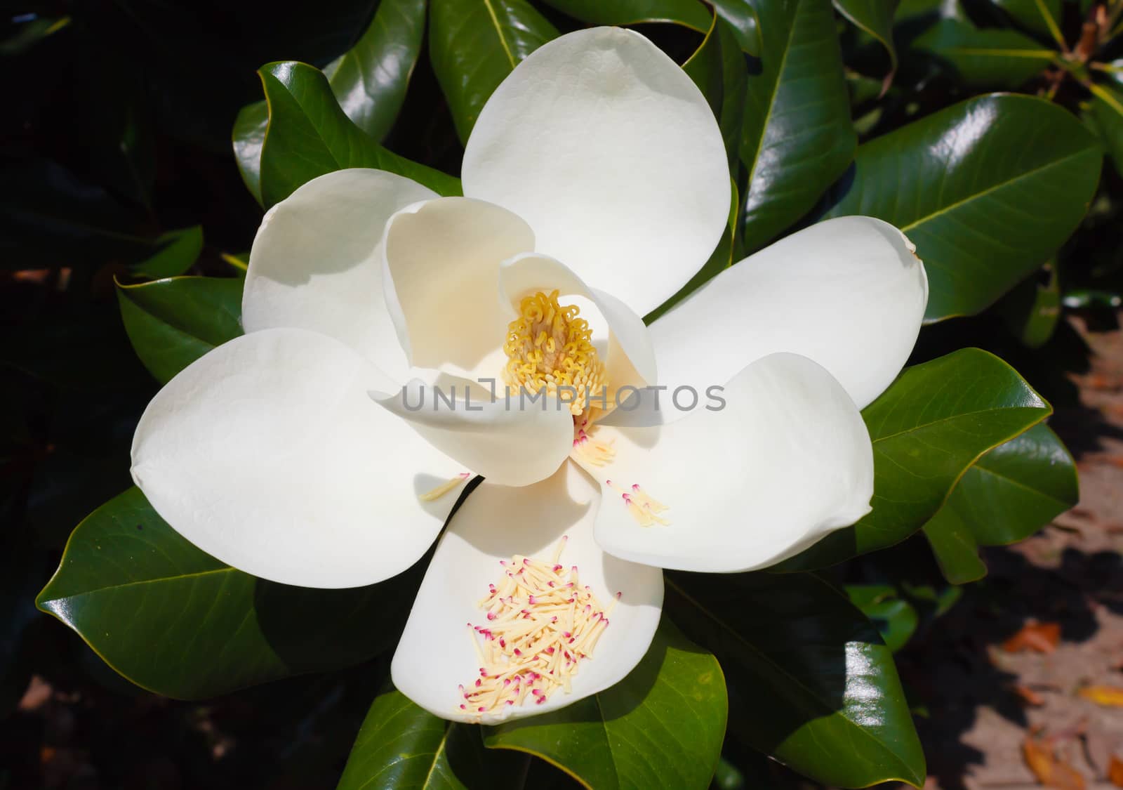 the magnolia grandiflora is an ornamental tree  with large and shiny leaves  and white fleshy and scented flowers