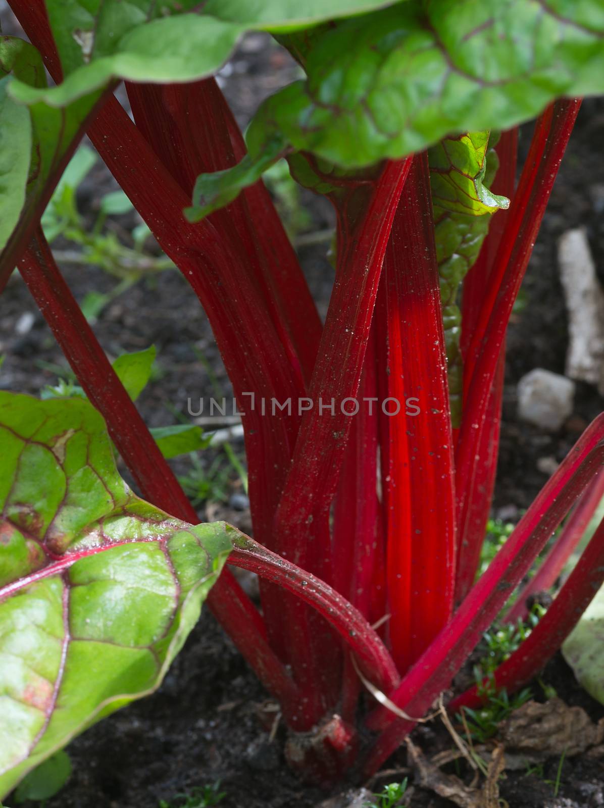 Ruby Chard by TimAwe