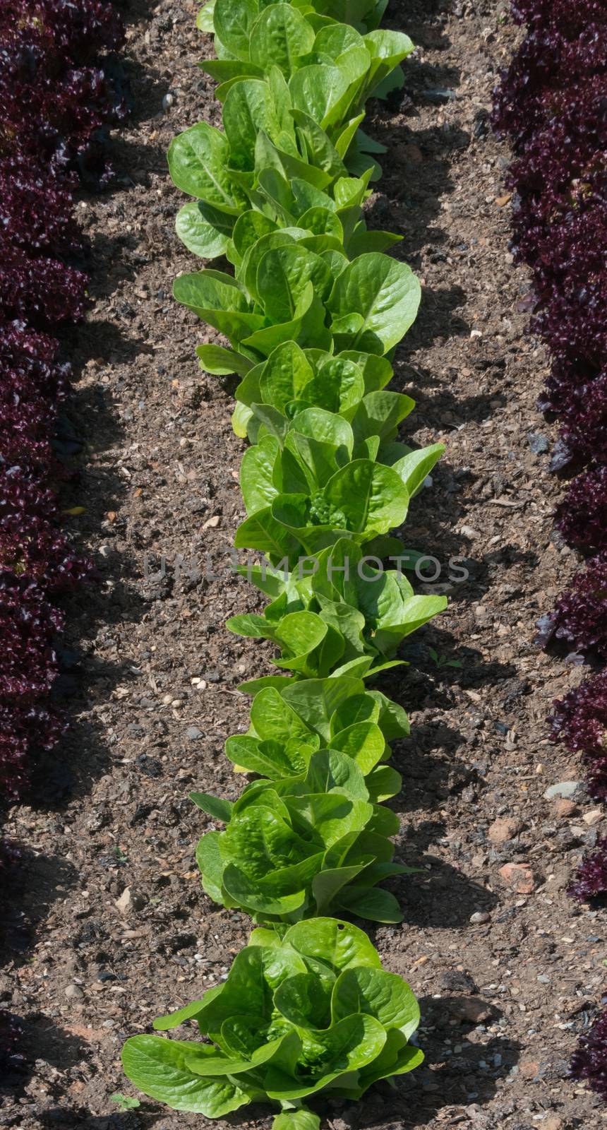 Rows of green and red Lettuce growing on an allotment