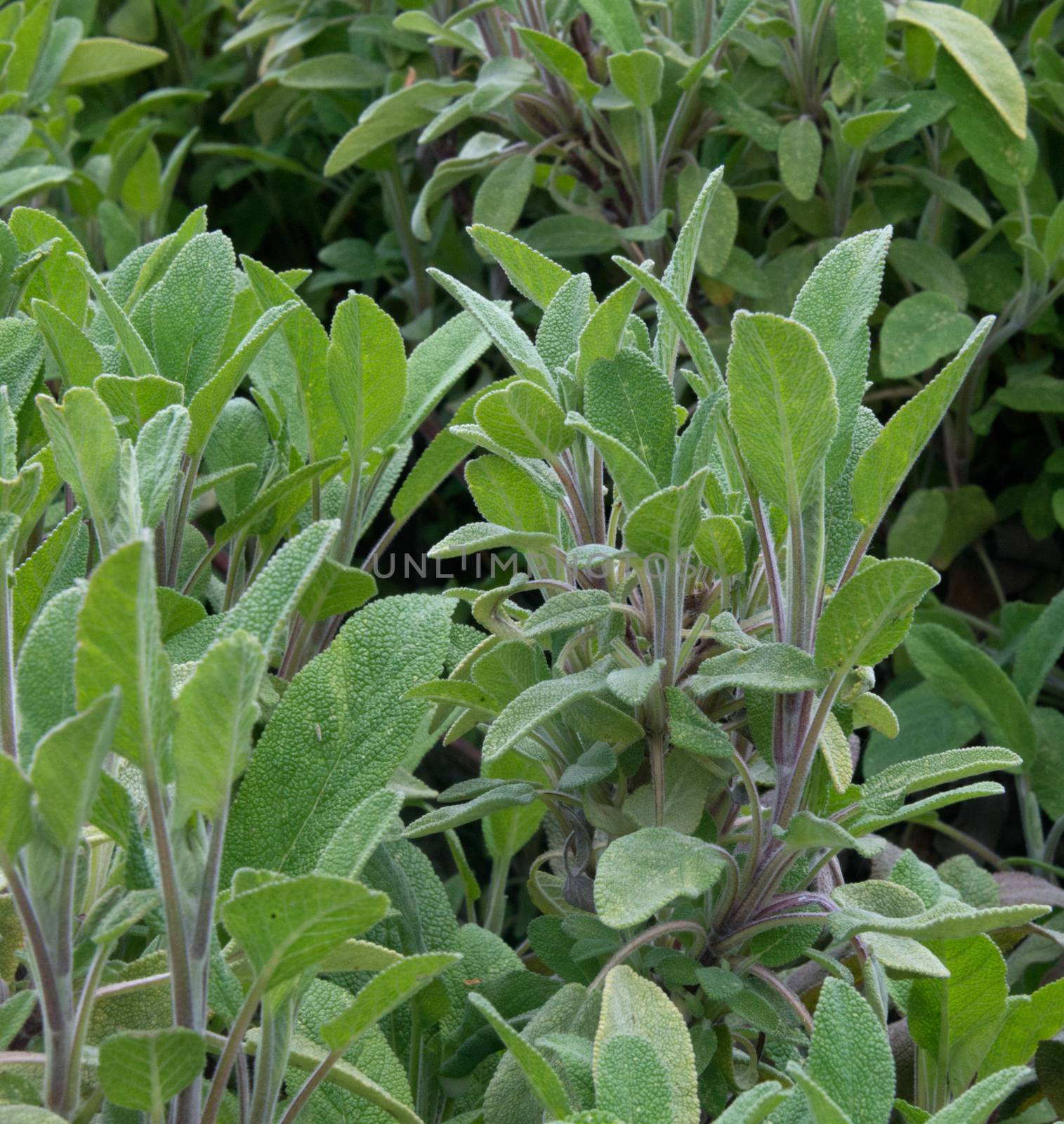 Sage plant - culinary herb growing in a garden