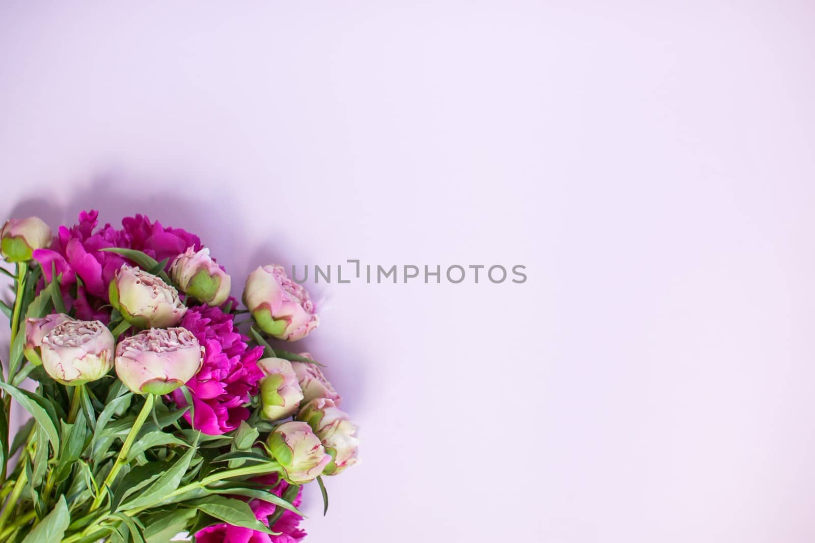 Layout on a lilac background with dark and light pink peonies