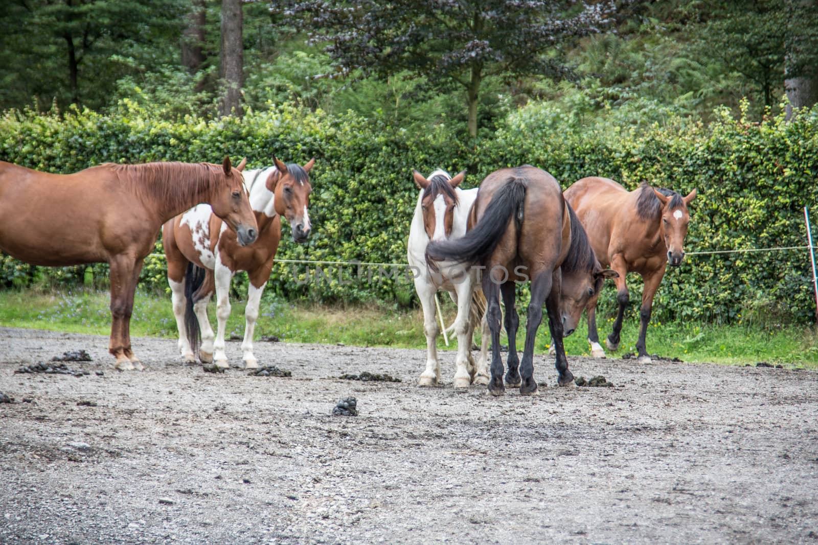 Horses in a paddock