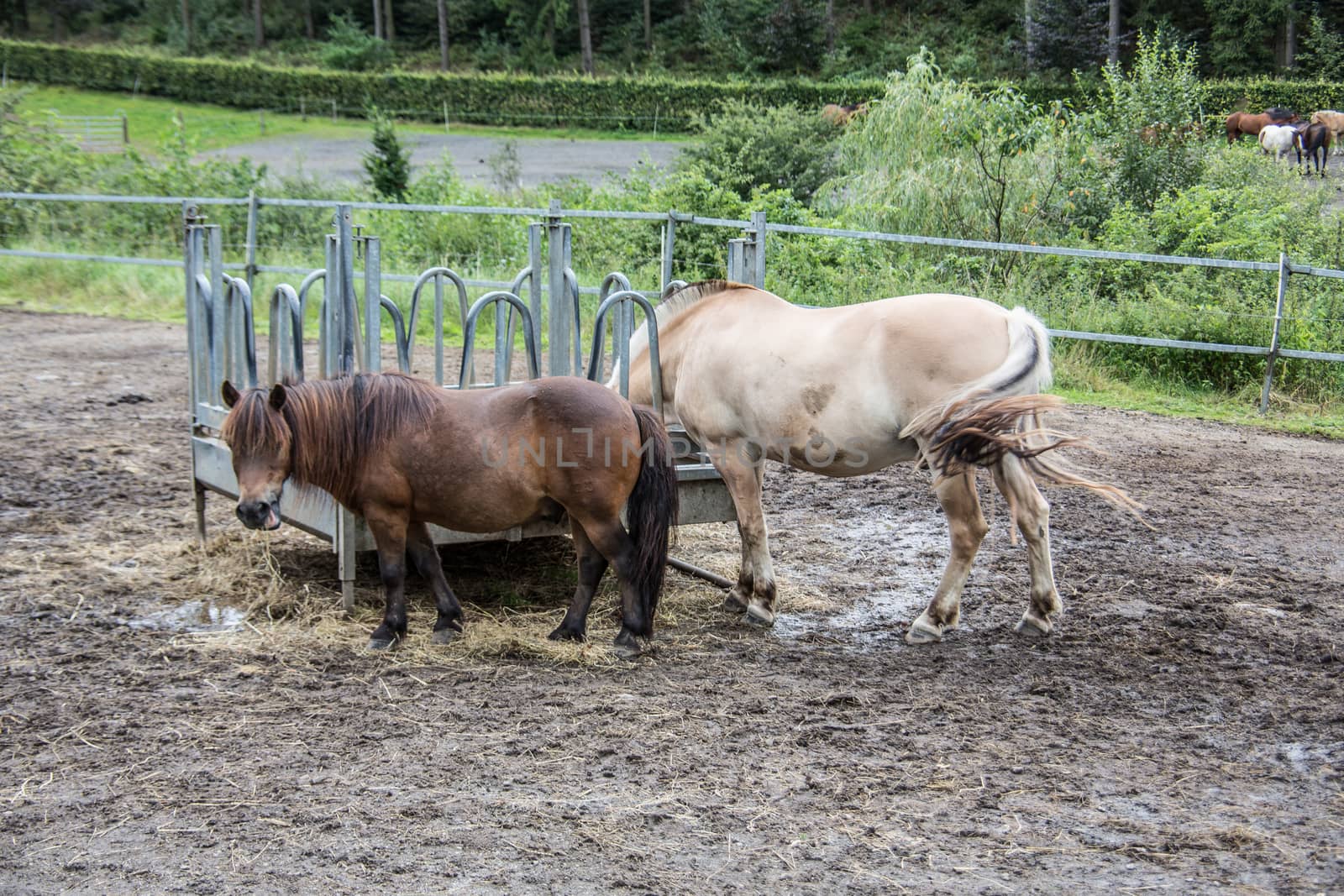 Horses in a paddock