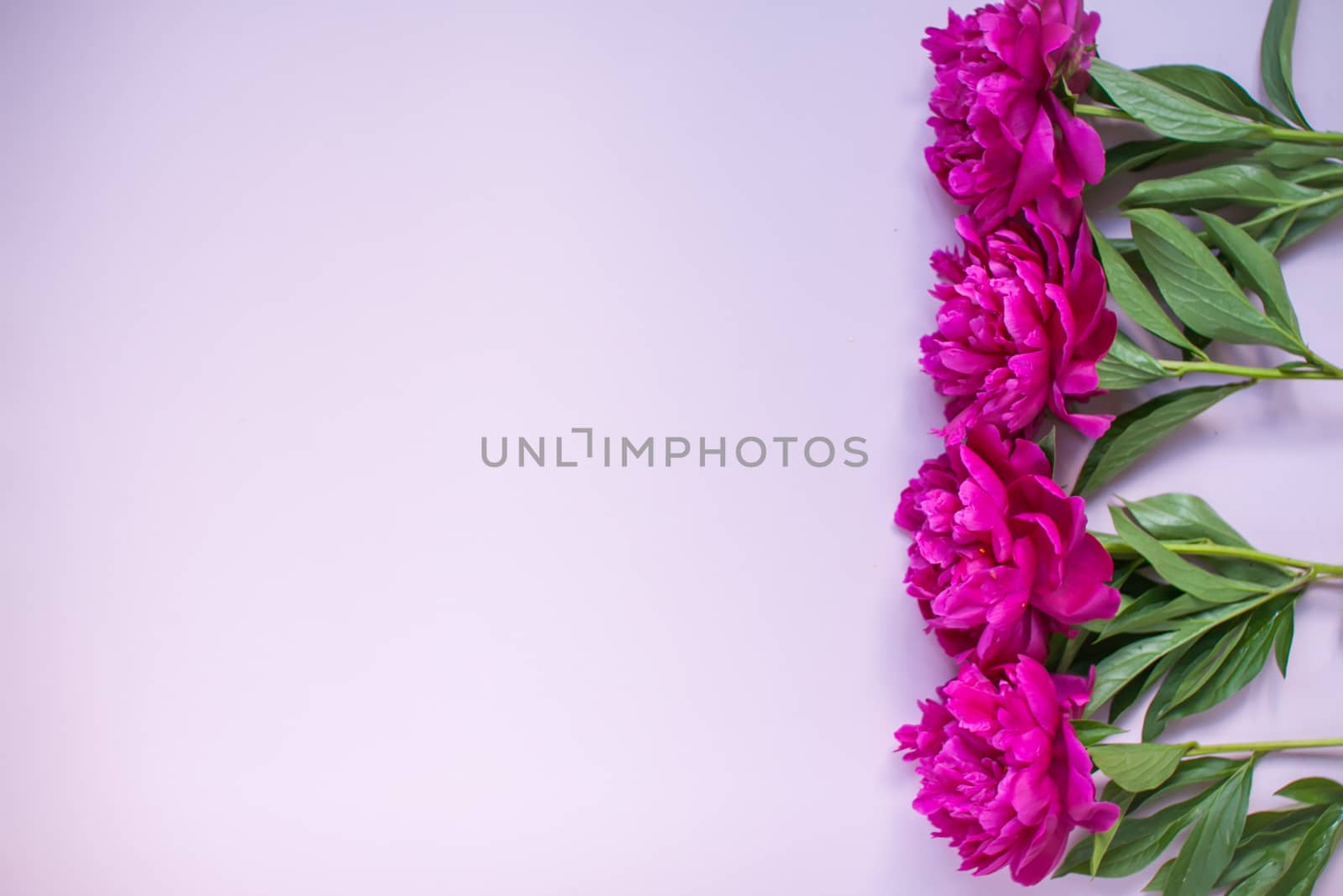 Layout on a lilac background with dark and light pink peonies