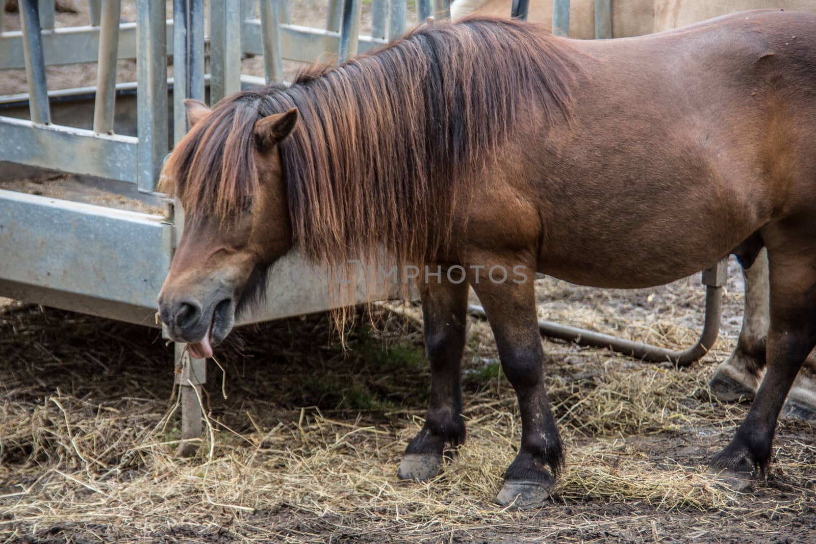 Horses in a paddock