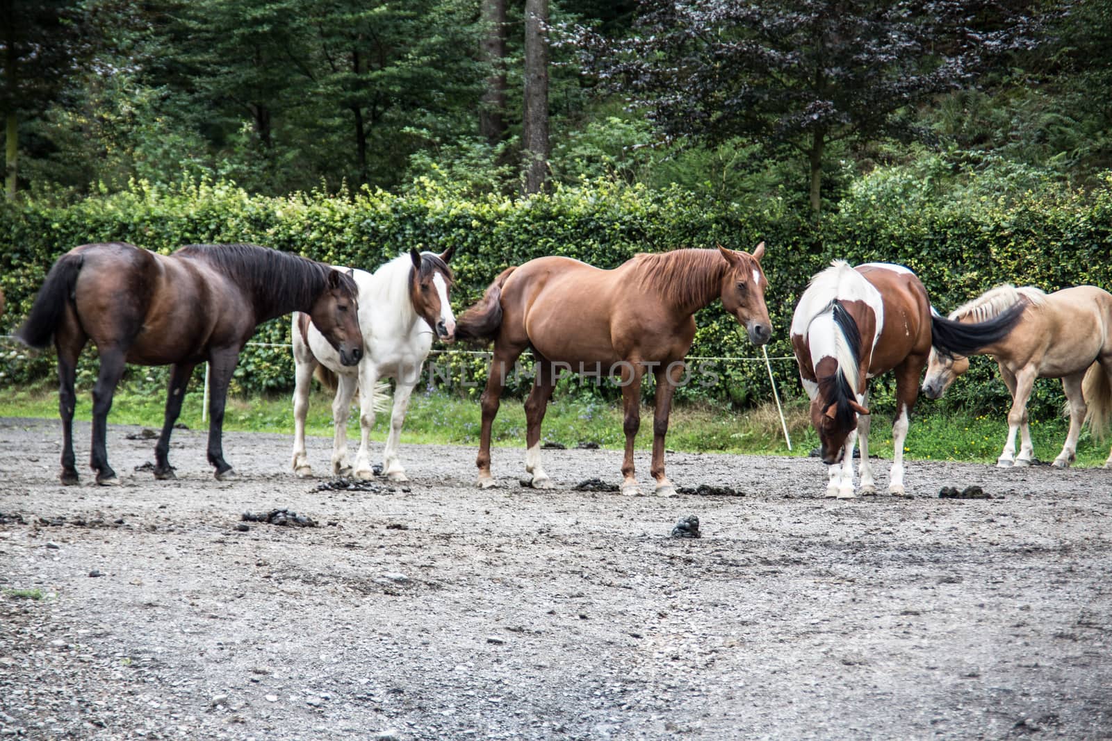 Horses in a paddock