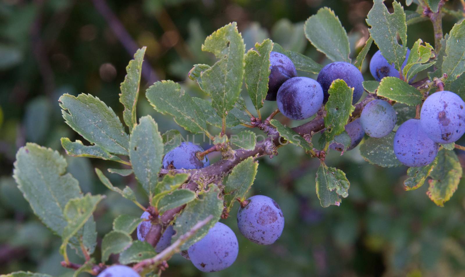 Sloes - fruit of the Blackthorn by TimAwe