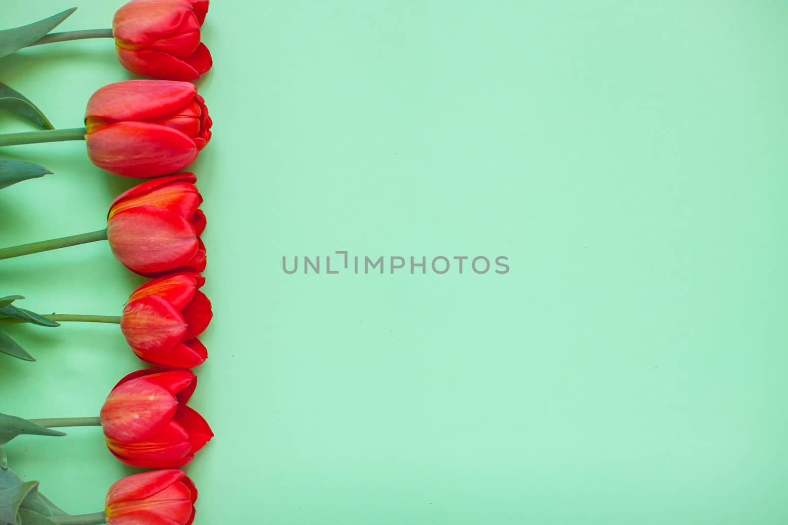 Layout of red bright tulips on a green background