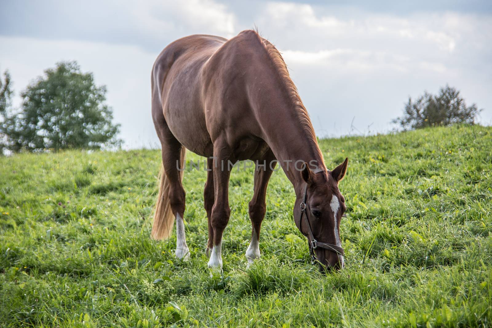 brown riding horse on pasture