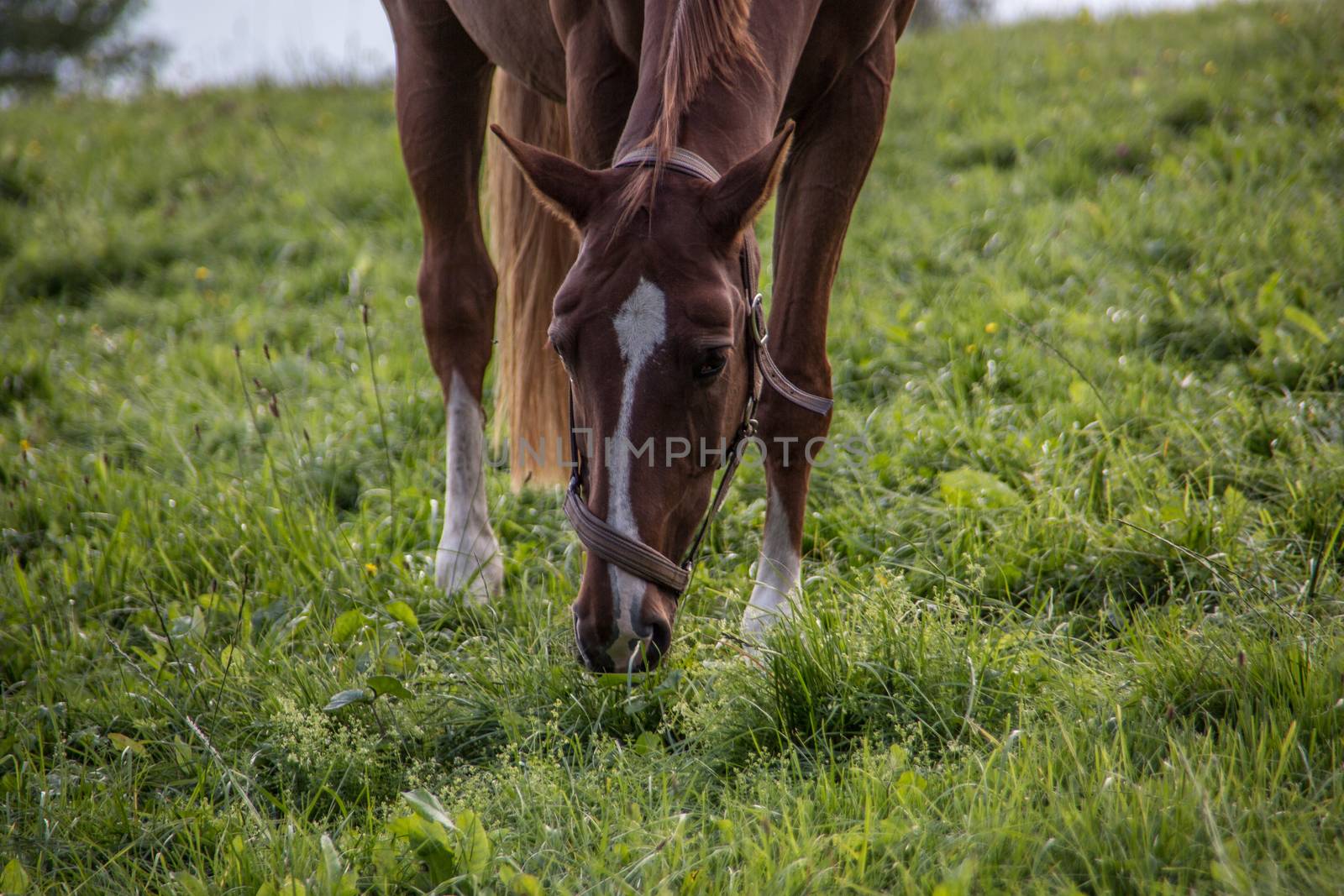 brown riding horse on pasture