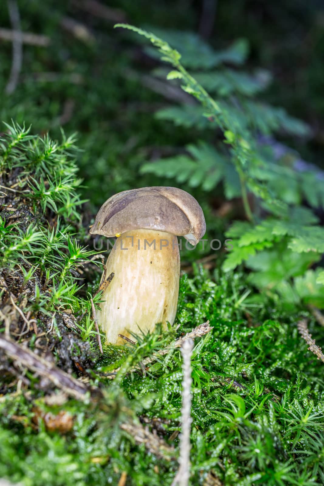 edible boletus in the forest floor