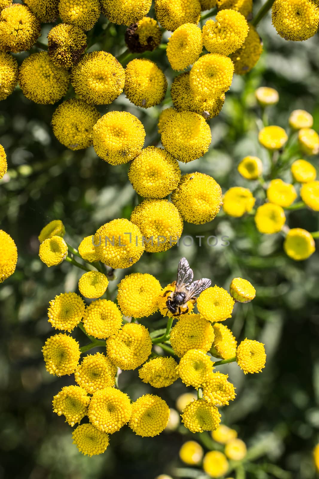 poisonous scab herb with bee