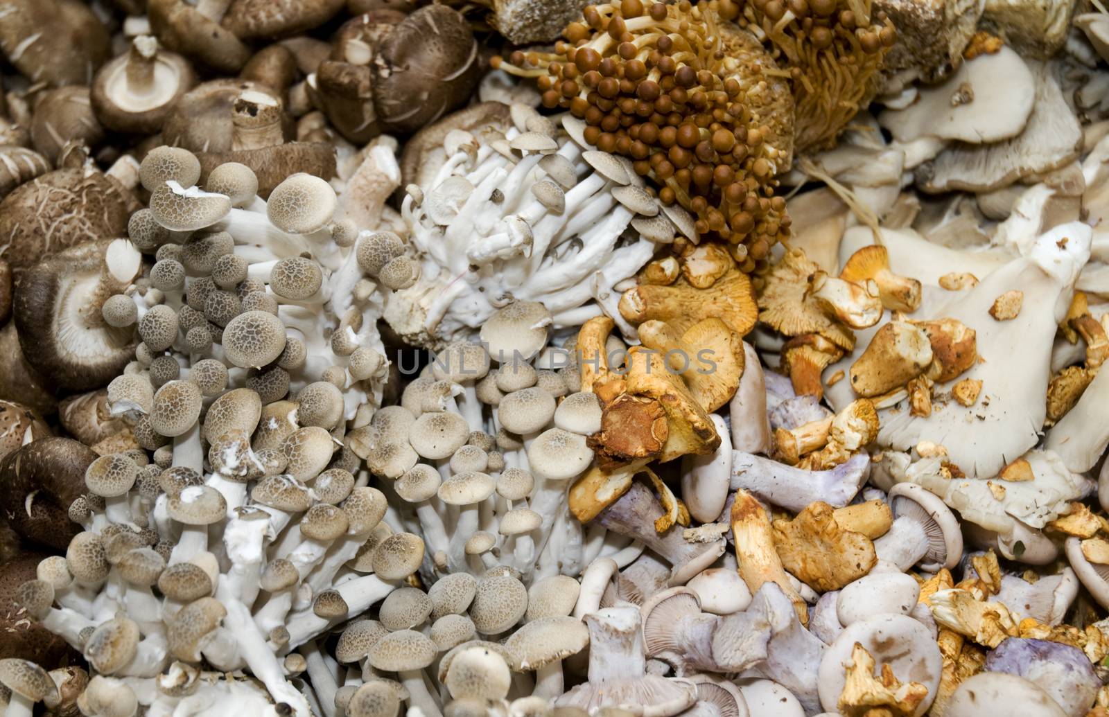 A variety of different mushrooms on a market stall