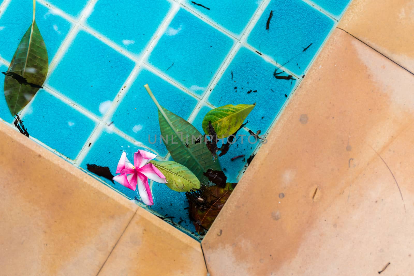 Beautiful plumeria flower floating in water along with some leaves.