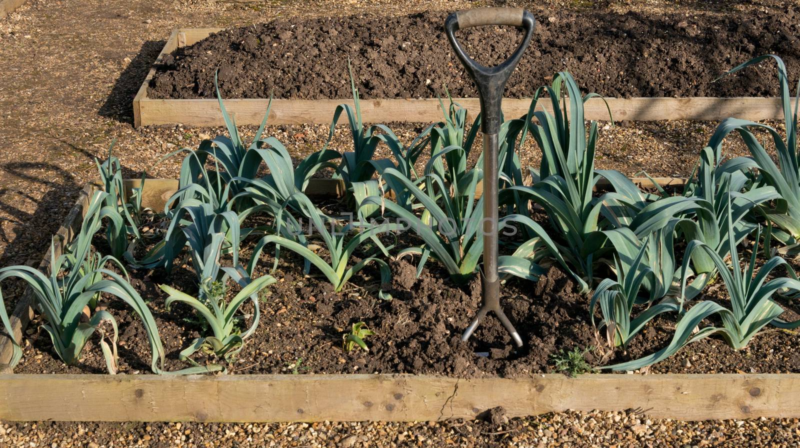 Winter Leeks Growing on an Allotment