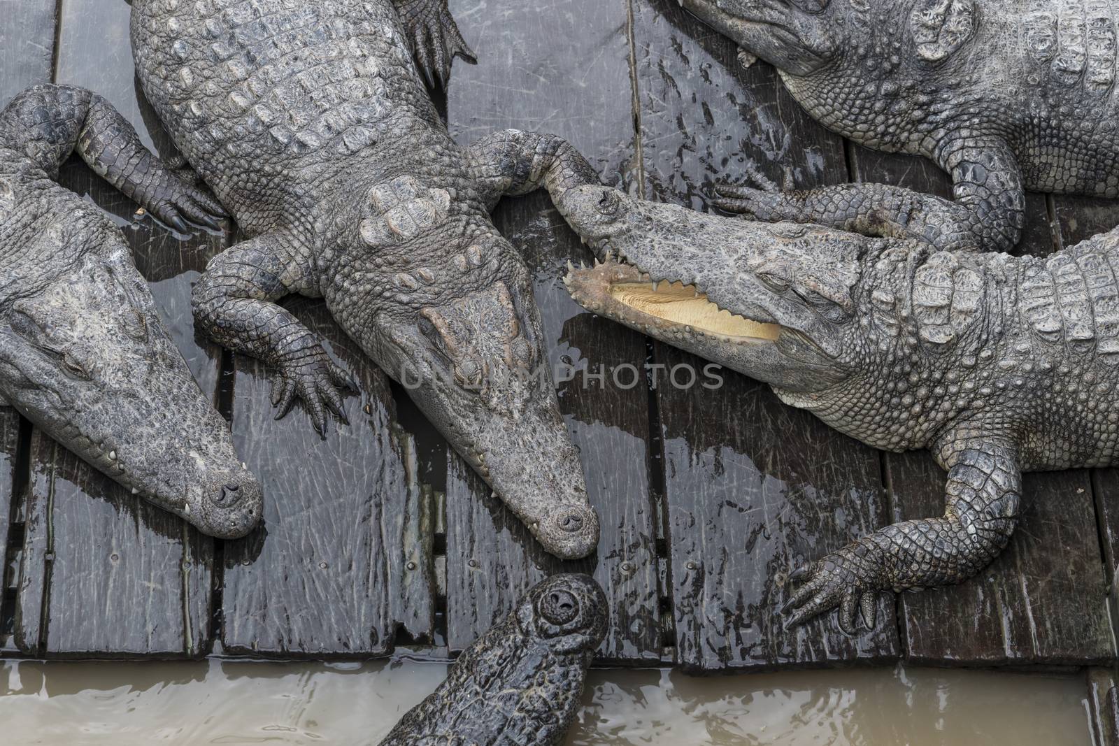 Crocodile Farm, Tonle Sap Lake, Siem Reap Province,  Cambodia by GABIS