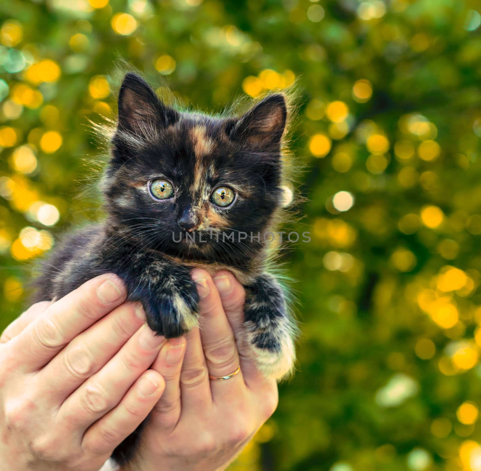 little motley kitten in female palms on a background of green foliage