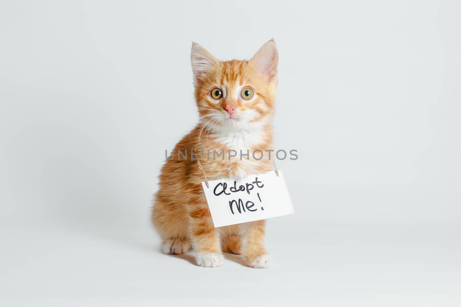 cute ginger kitten with a sign adopt me on his neck on a light background