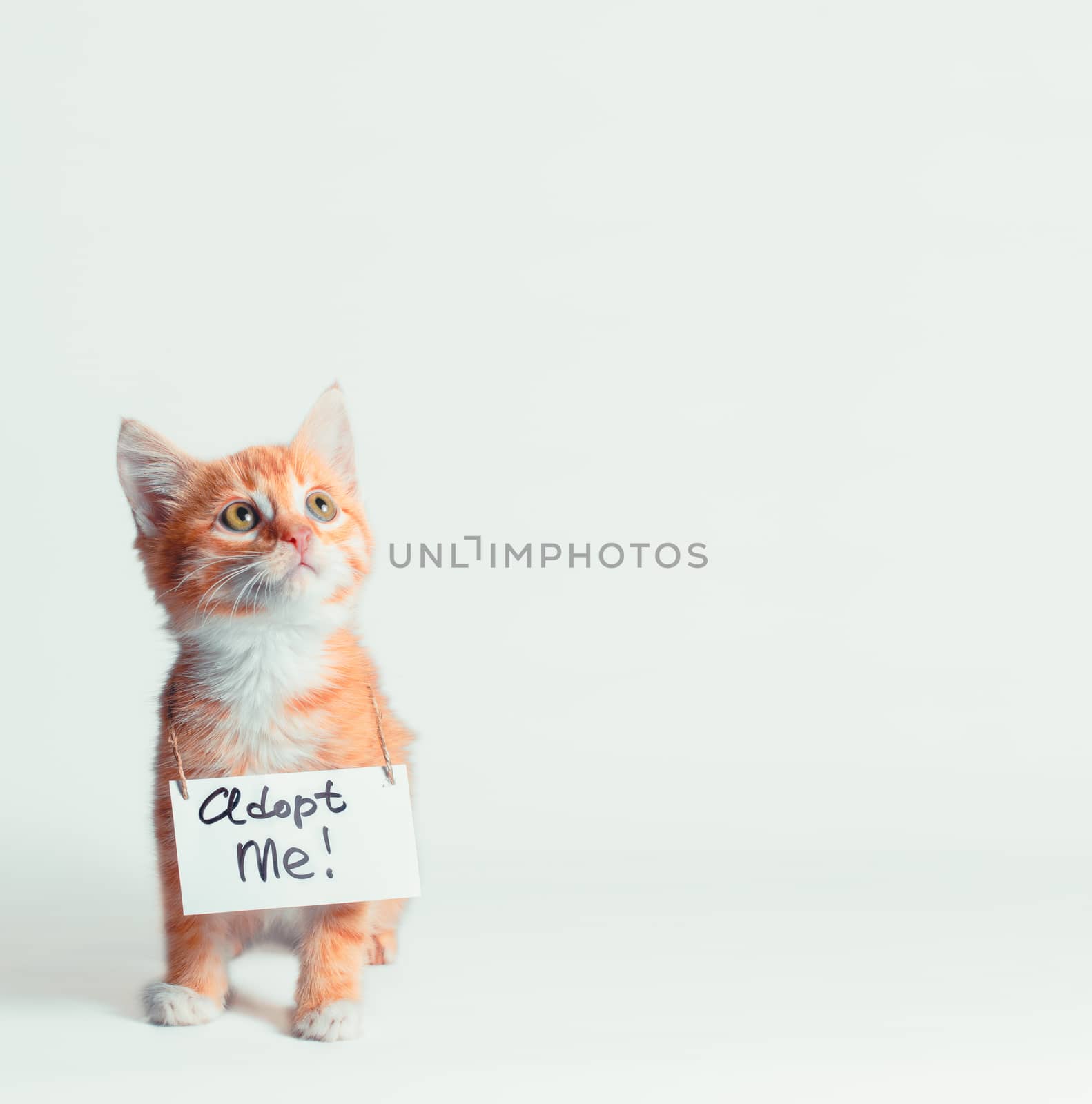 ginger kitten with a sign adopt me on his neck looks up on a light background