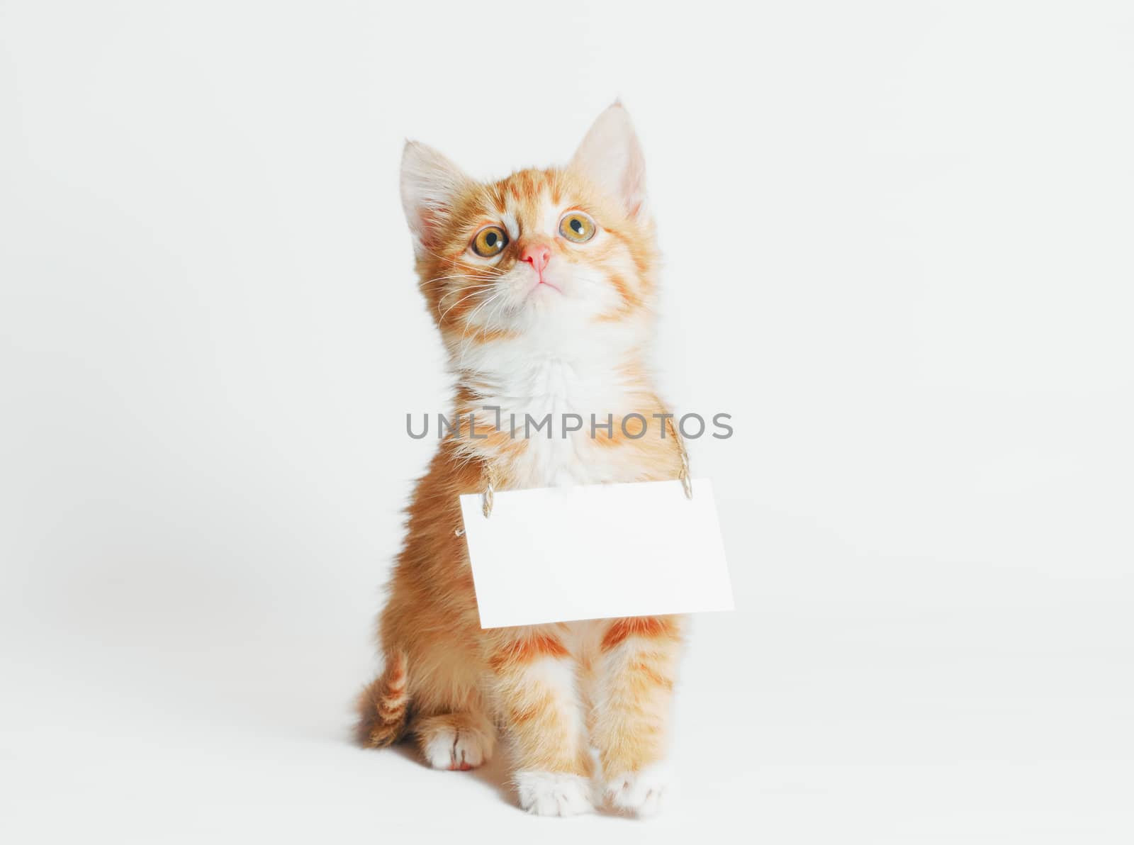 ginger kitten with blank sign on his neck looks up on a light background