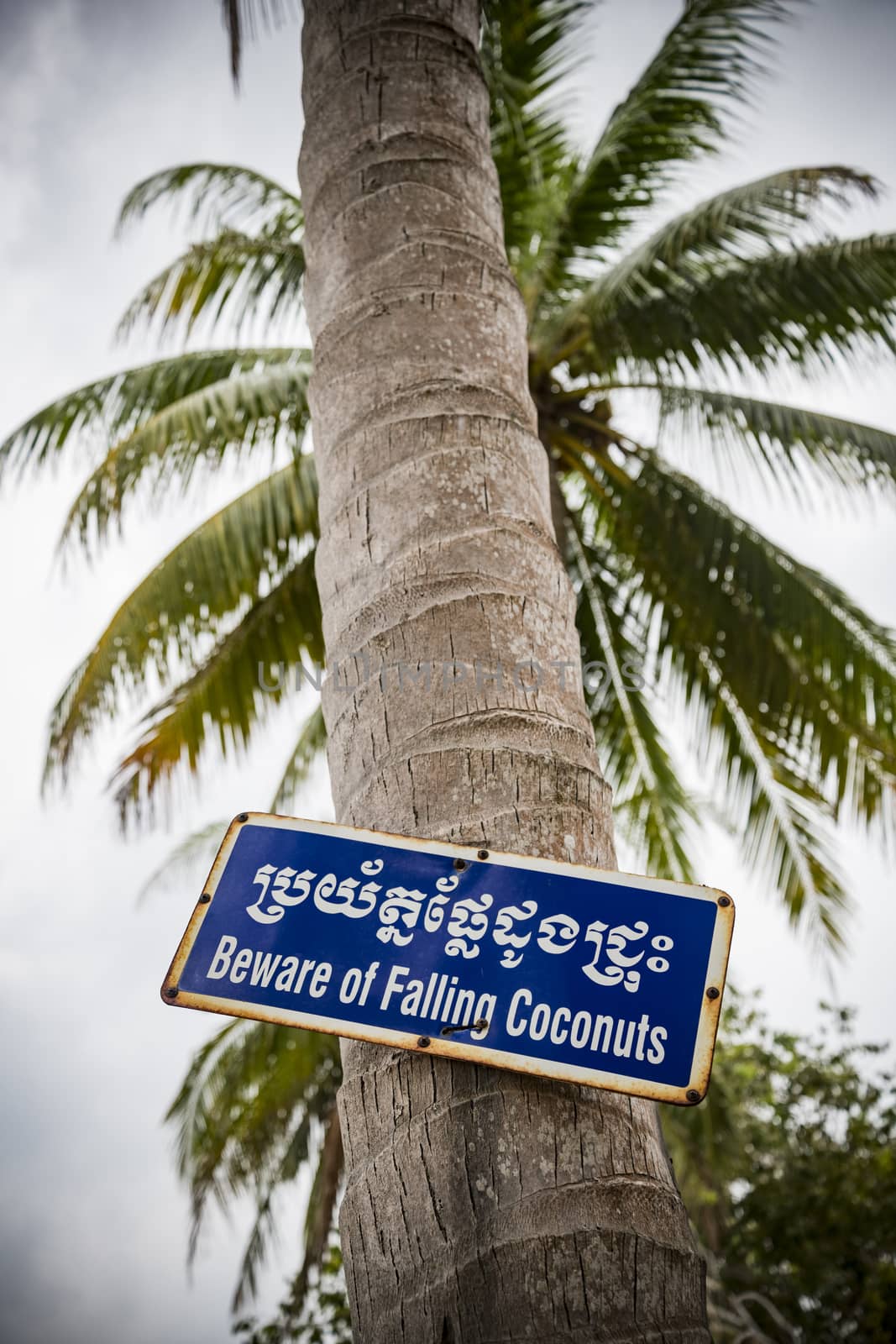 Metallic Sign board indicating a risk of falling Coconuts in English and Cambodian (Beware of falling Coconuts), Cambodia, Asia