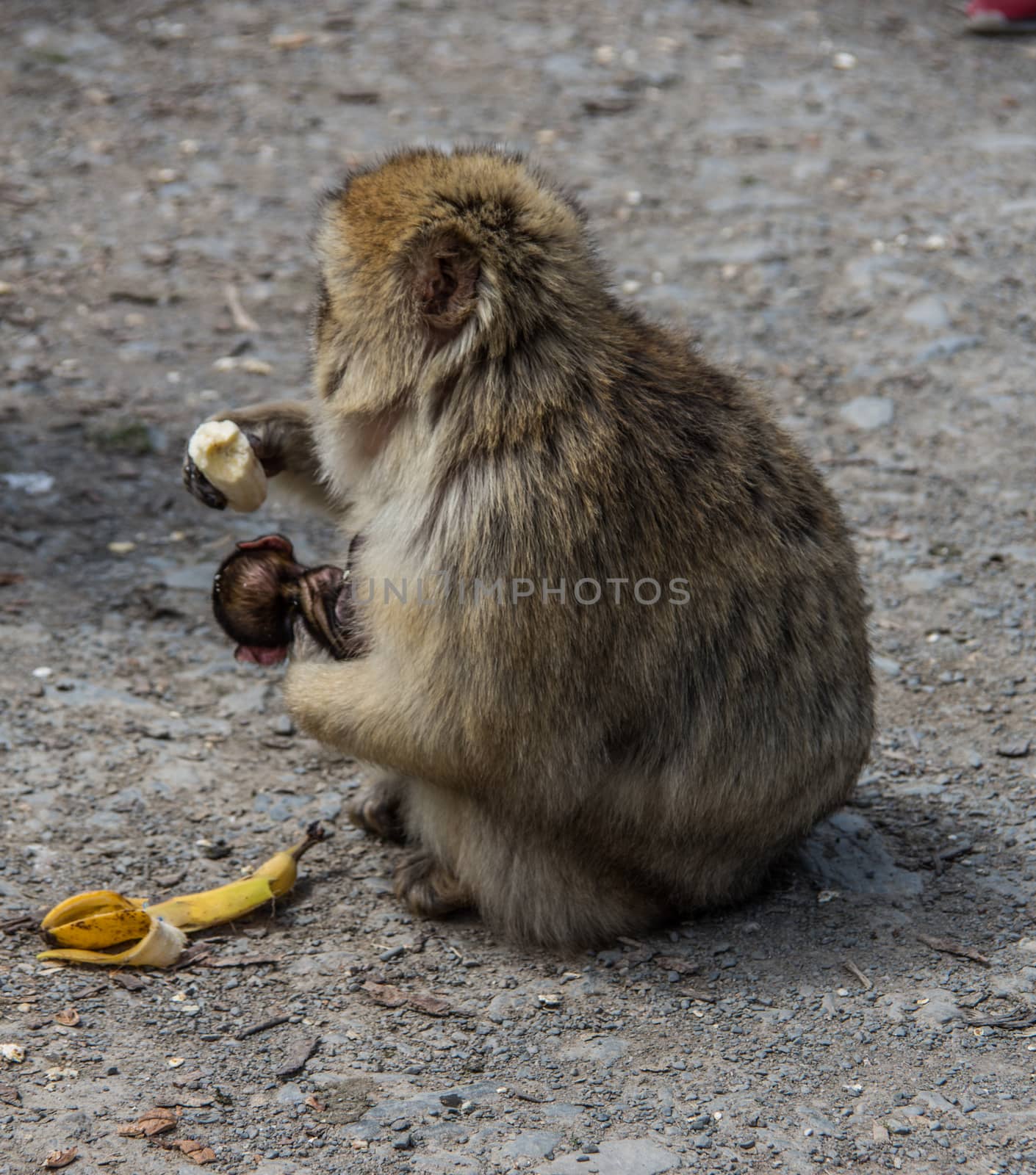 Berber monkey with cub in her arms