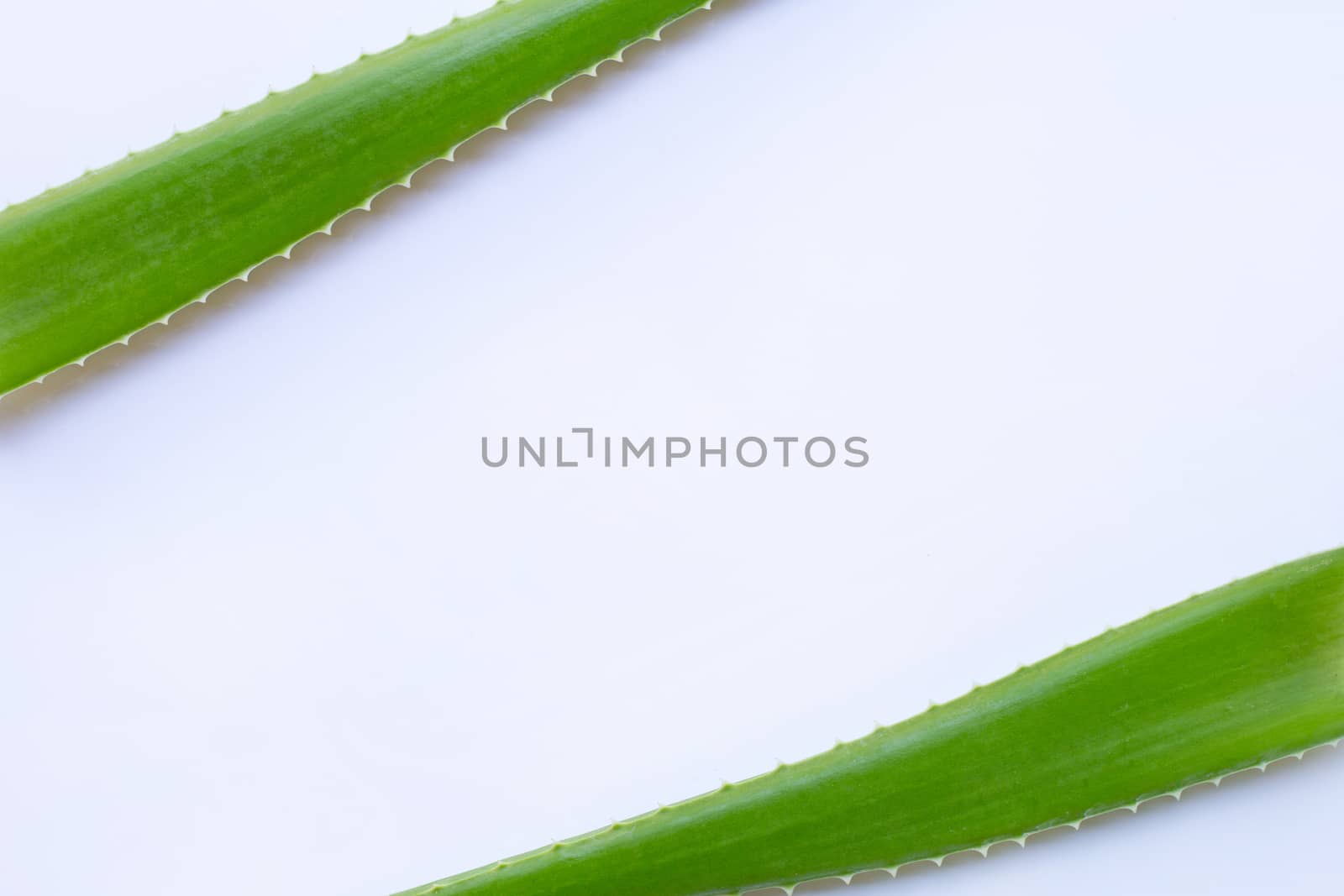 Aloe vera fresh leaves on white background. Copy space