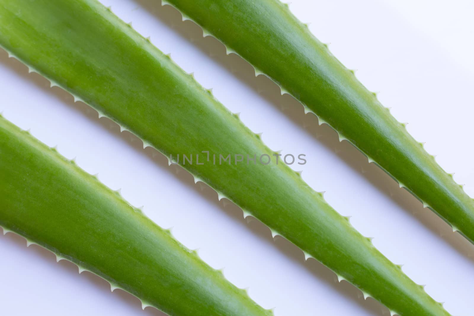 Aloe vera fresh leaves on white background.