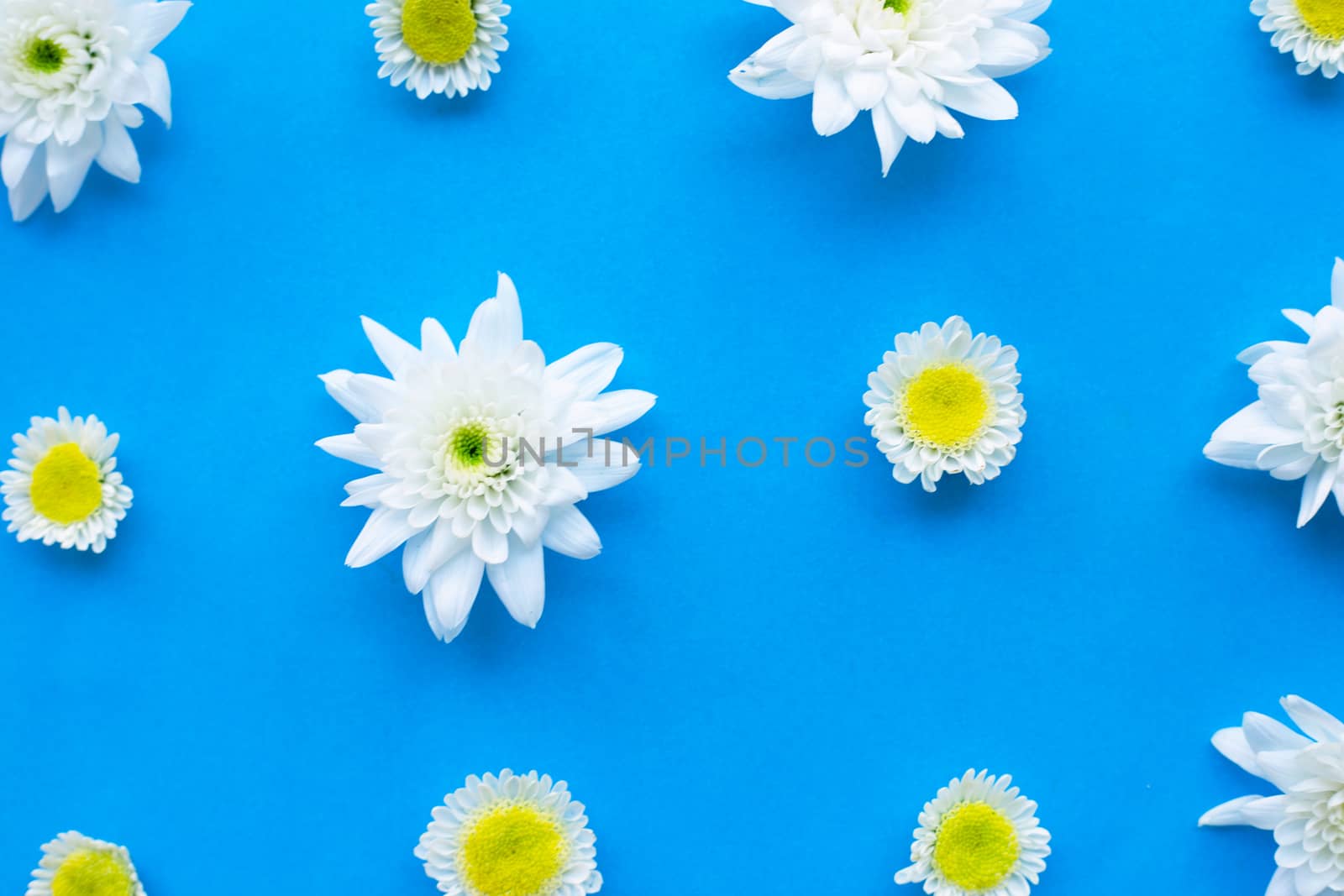 Composition of white yellow flowers. Chrysanthemums on blue paper background