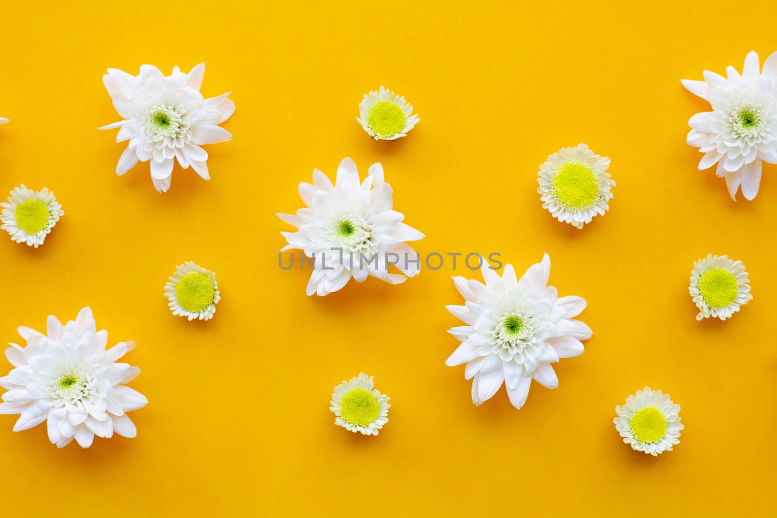Composition of flowers,  Chrysanthemums on yellow paper background. Top view