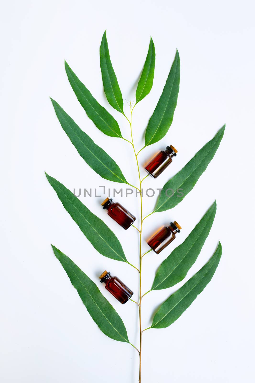 Eucalyptus oil bottle with eucalyptus branch on white background