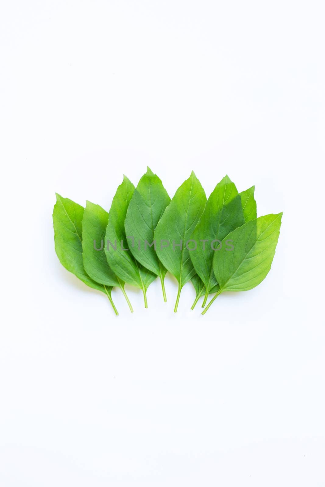 Sweet basil leaves on white background.