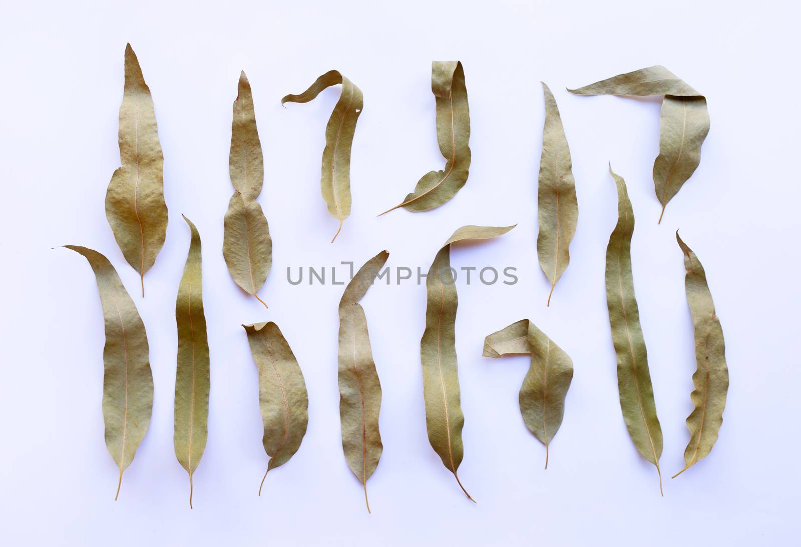 Eucalyptus dry leaves on white background.