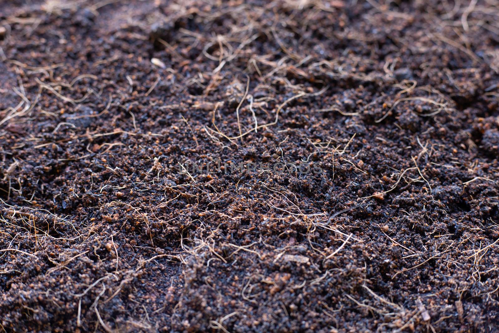 Soil with coconut shell's hair for plants