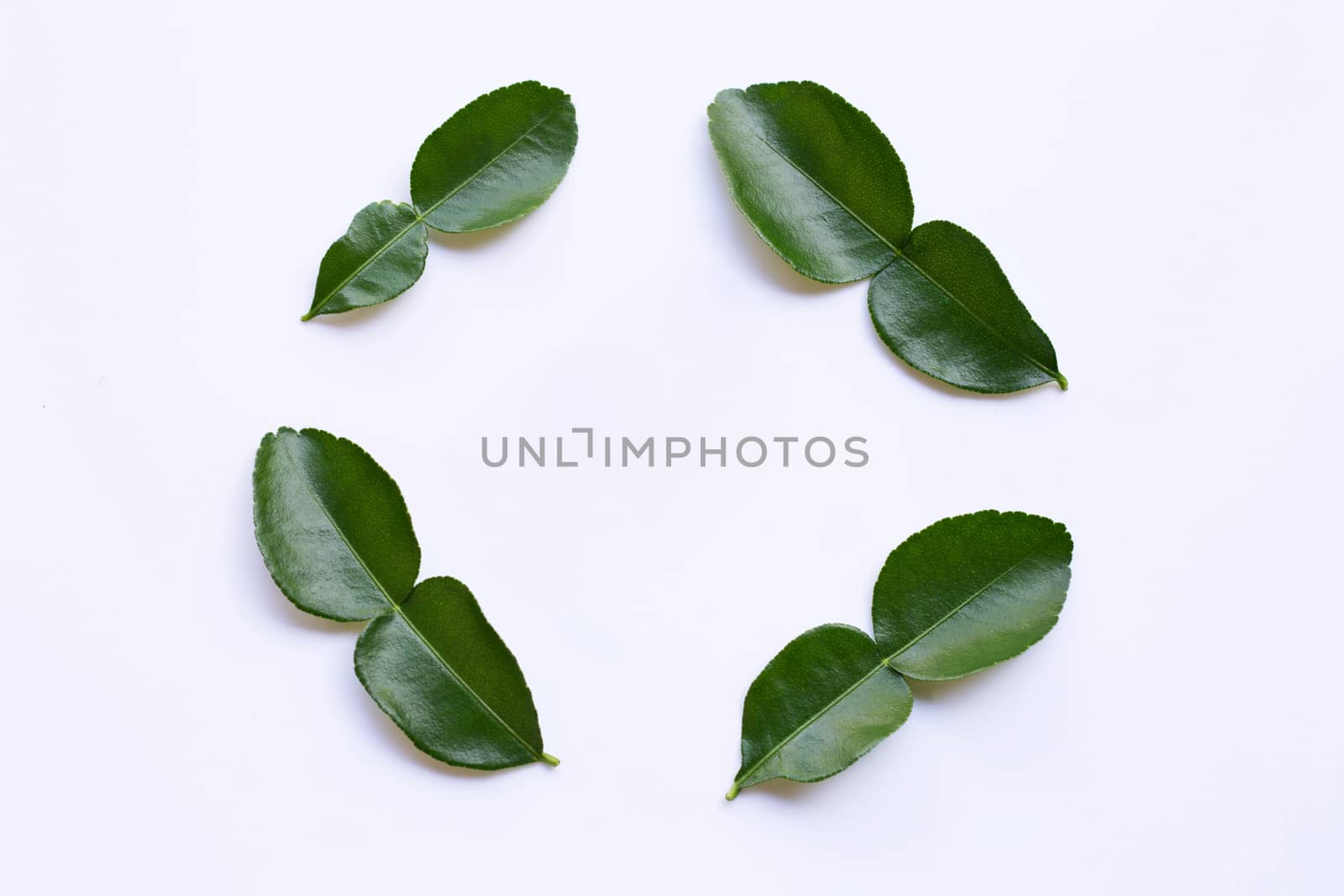 Frame made of Bergamot kaffir lime leaves herb fresh ingredient isolated on white background.