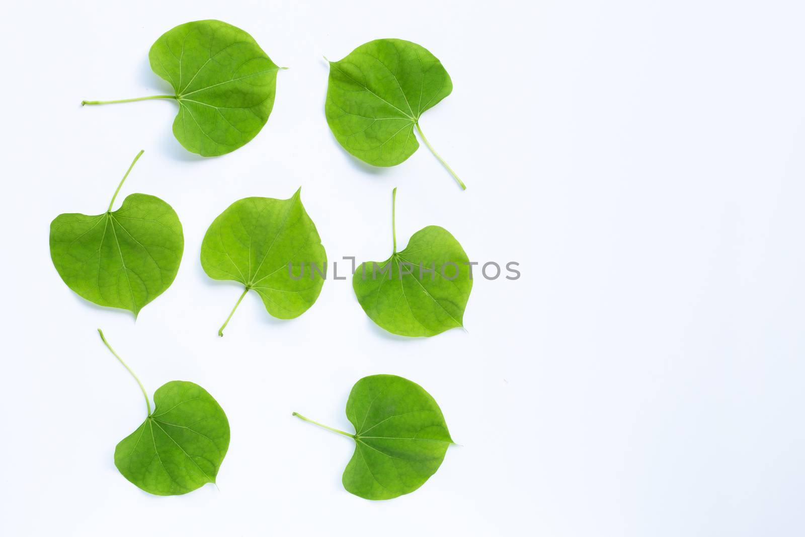 Green leaves heart shaped on white background.