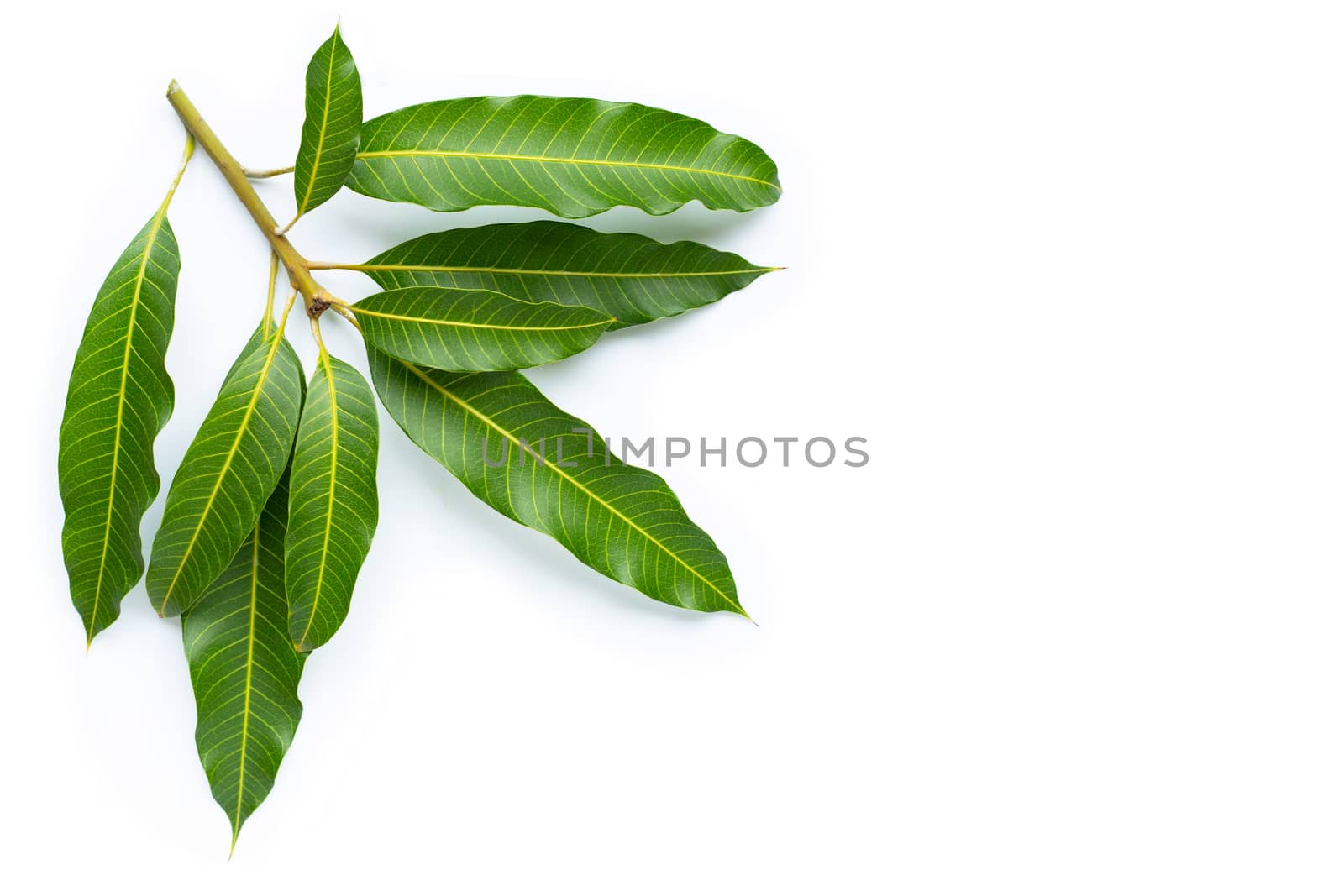 Mango leaves on white background. Copy space