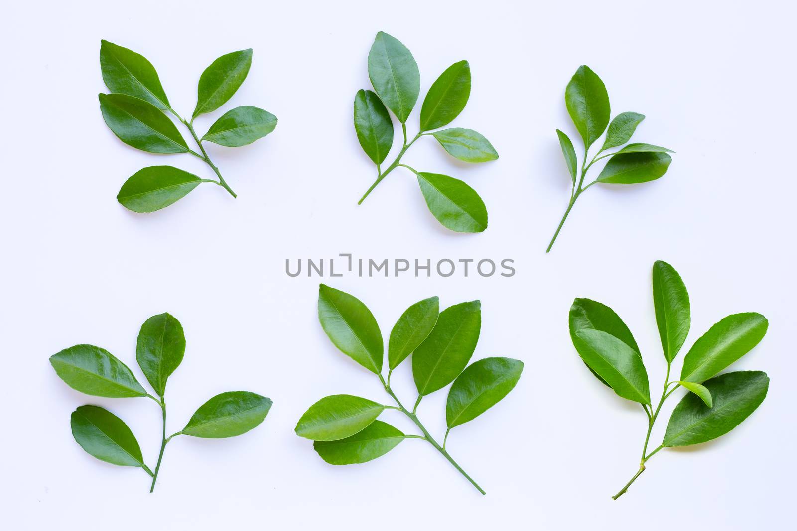 Citrus leaves circle on a white background. Top view 