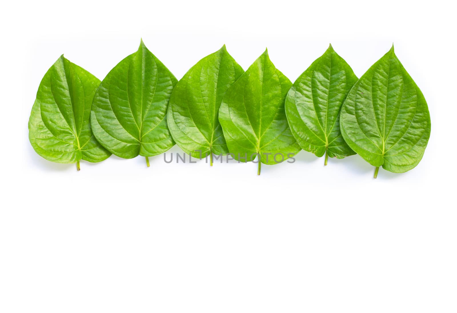 Green betel leaves, Fresh piper betle on white background.