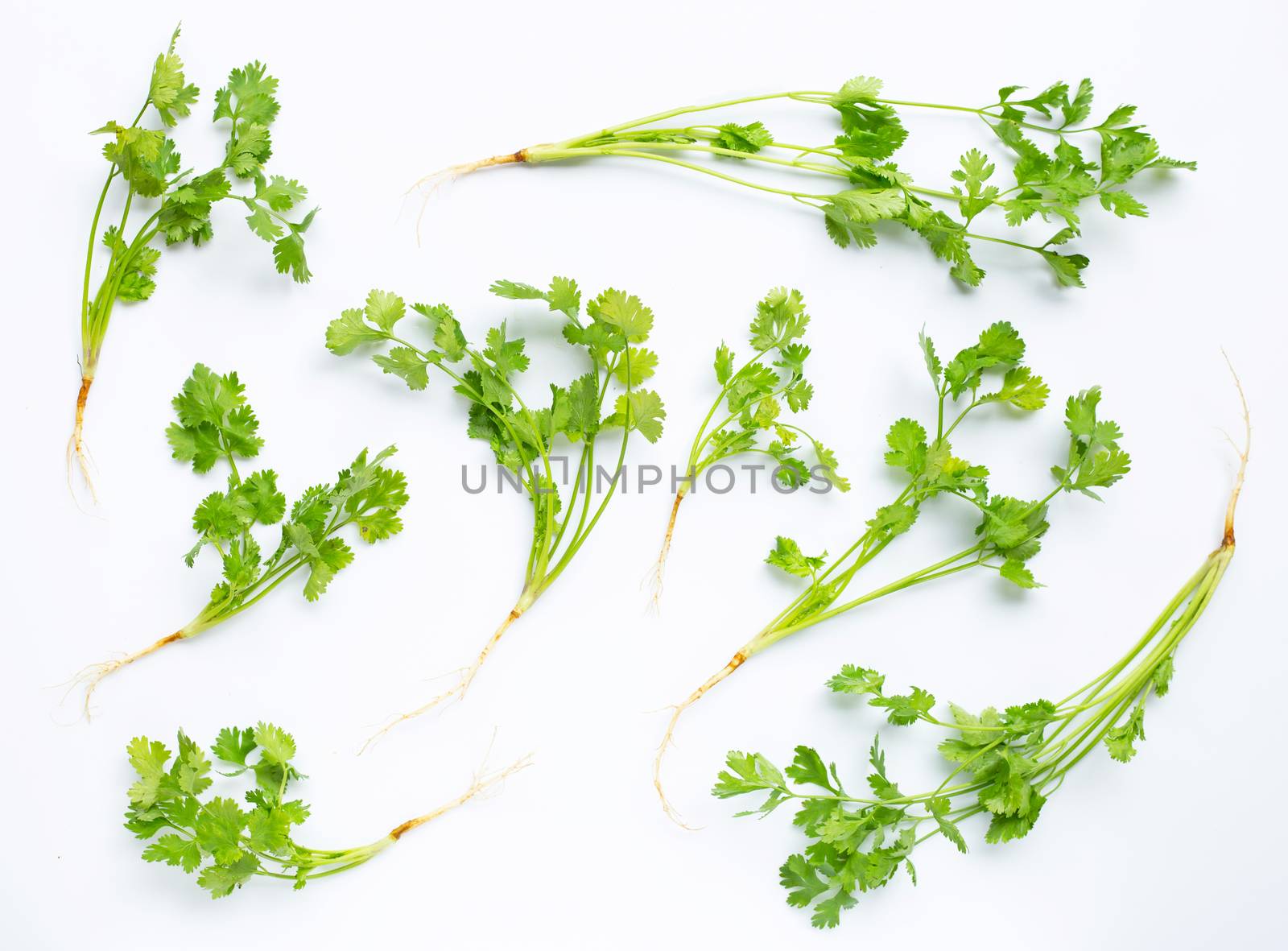 Fresh coriander on white background. Top view