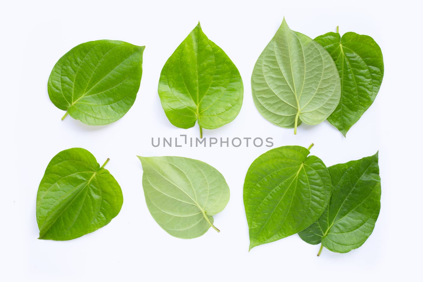 Green betel leaves, Fresh piper betle on white background.