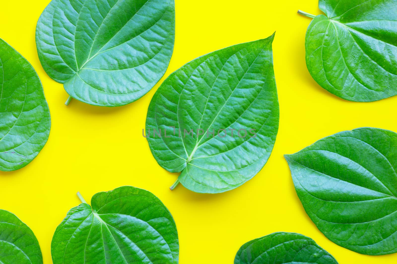 Green betel leaves, Fresh piper betle on yellow background. Top view