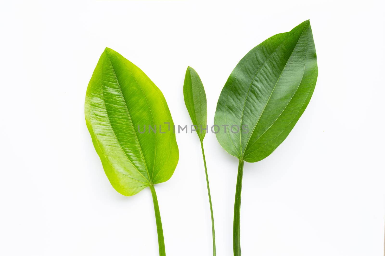 Green leaves, Texas mud baby, Echinodorus cordifolius leaves isolated on white background