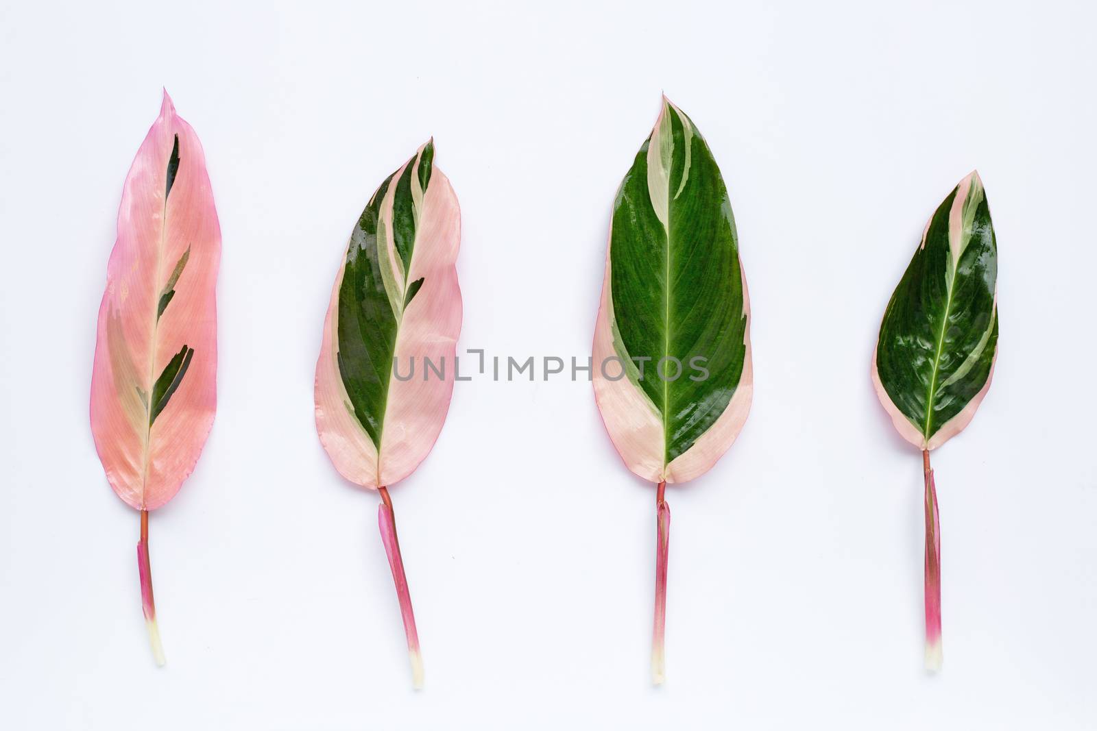 Ping green calathea leaves on white background. Top view