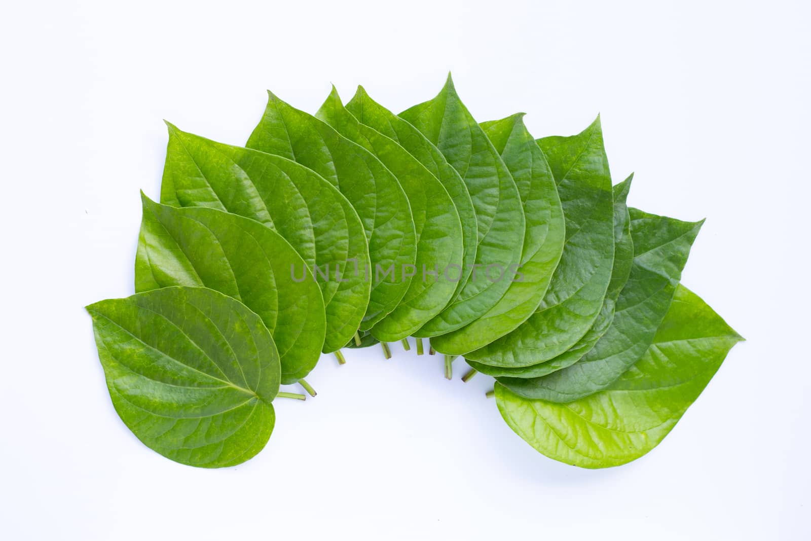 Green betel leaves, Fresh piper betle on white background. Top view