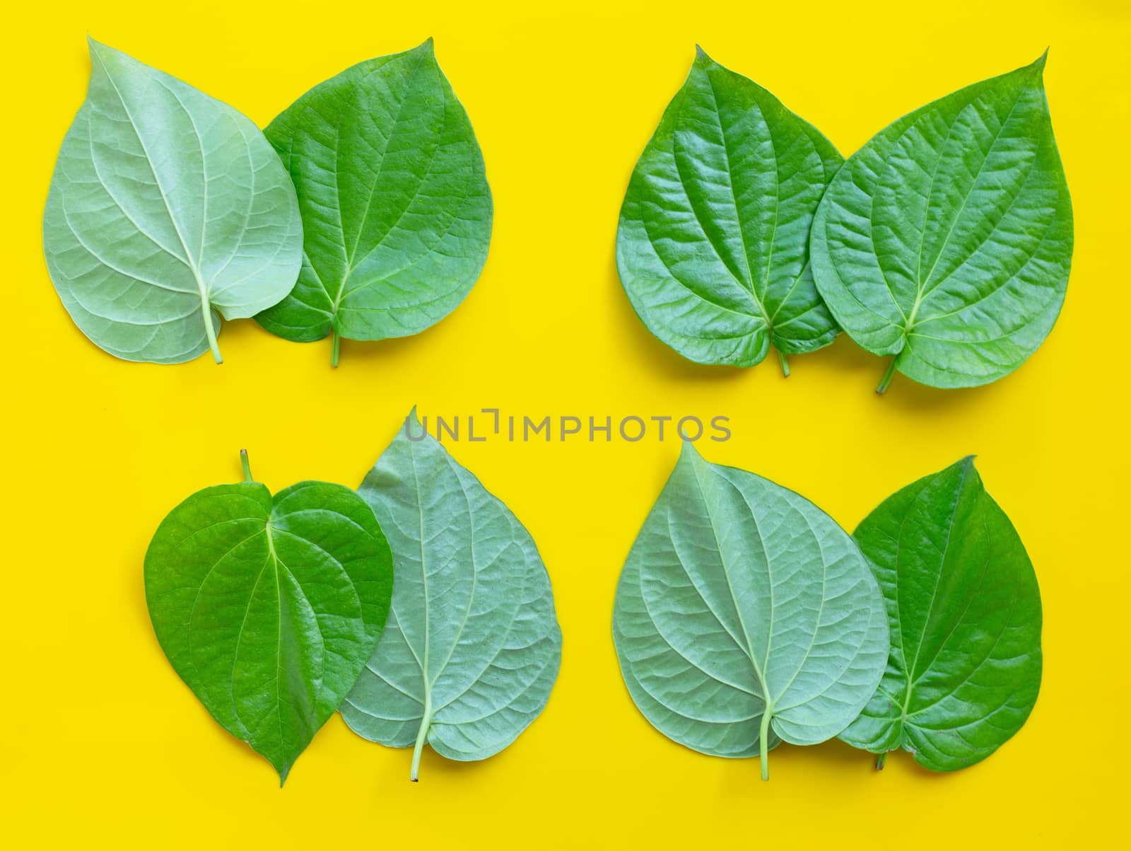 Green betel leaves, Fresh piper betle on yellow background. Top view