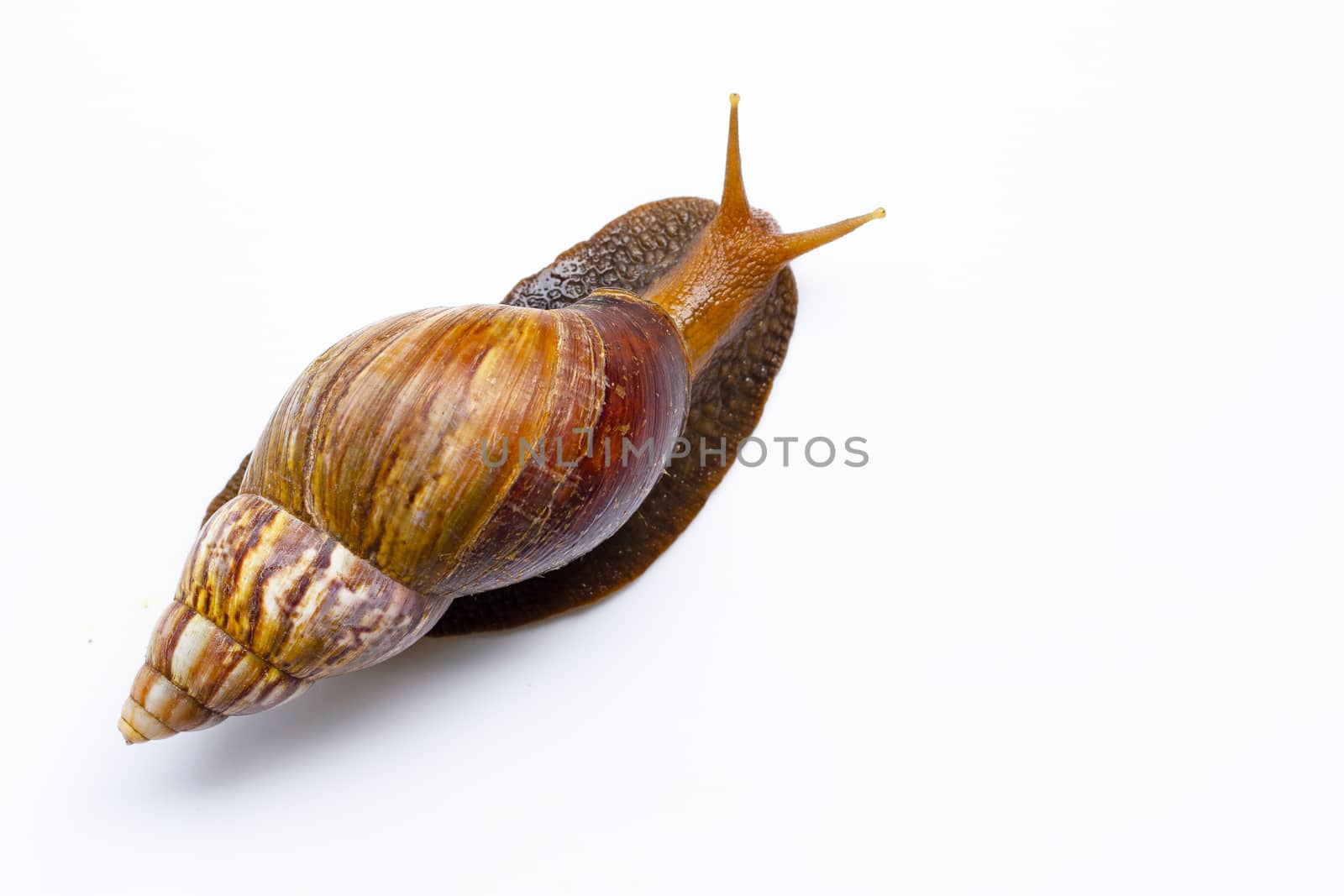 Snail isolated on white background. copy space